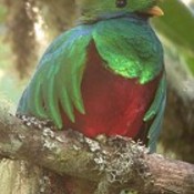 Resplendent Quetzal